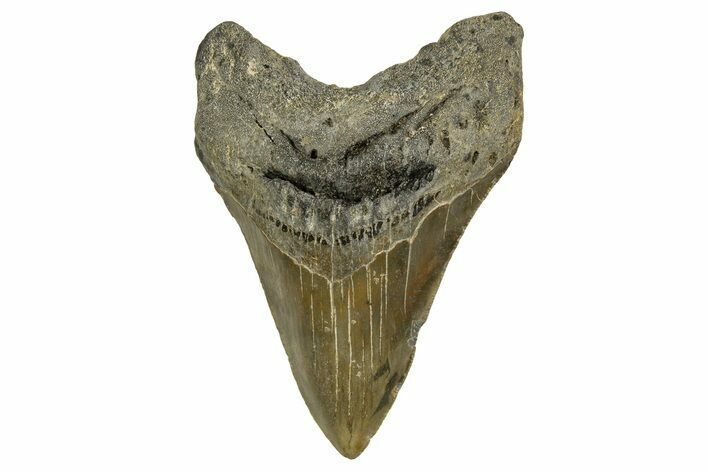 Fossil Megalodon Tooth - North Carolina #328031